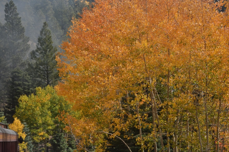 train through autumn colors